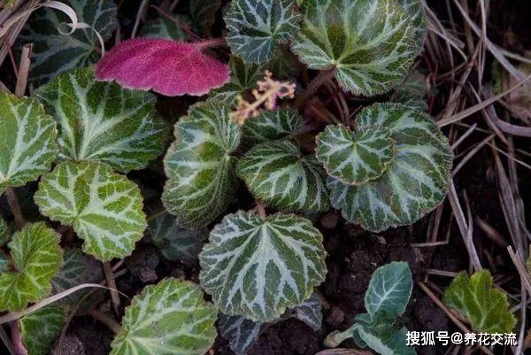 原創葉片長滿絨毛的虎耳草開白色小花時特精緻確定不養一盆麼