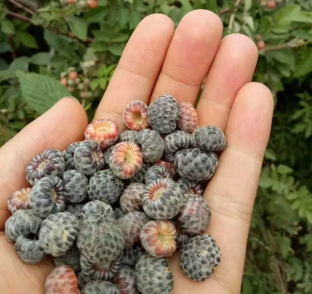 第一种是栽秧泡,这野果在夏季的时候才能吃到呢.