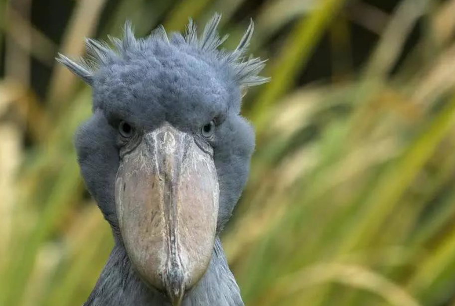 原创长相呆萌的"大头鸟",表面人畜无害,背地里却让鳄鱼忌惮!