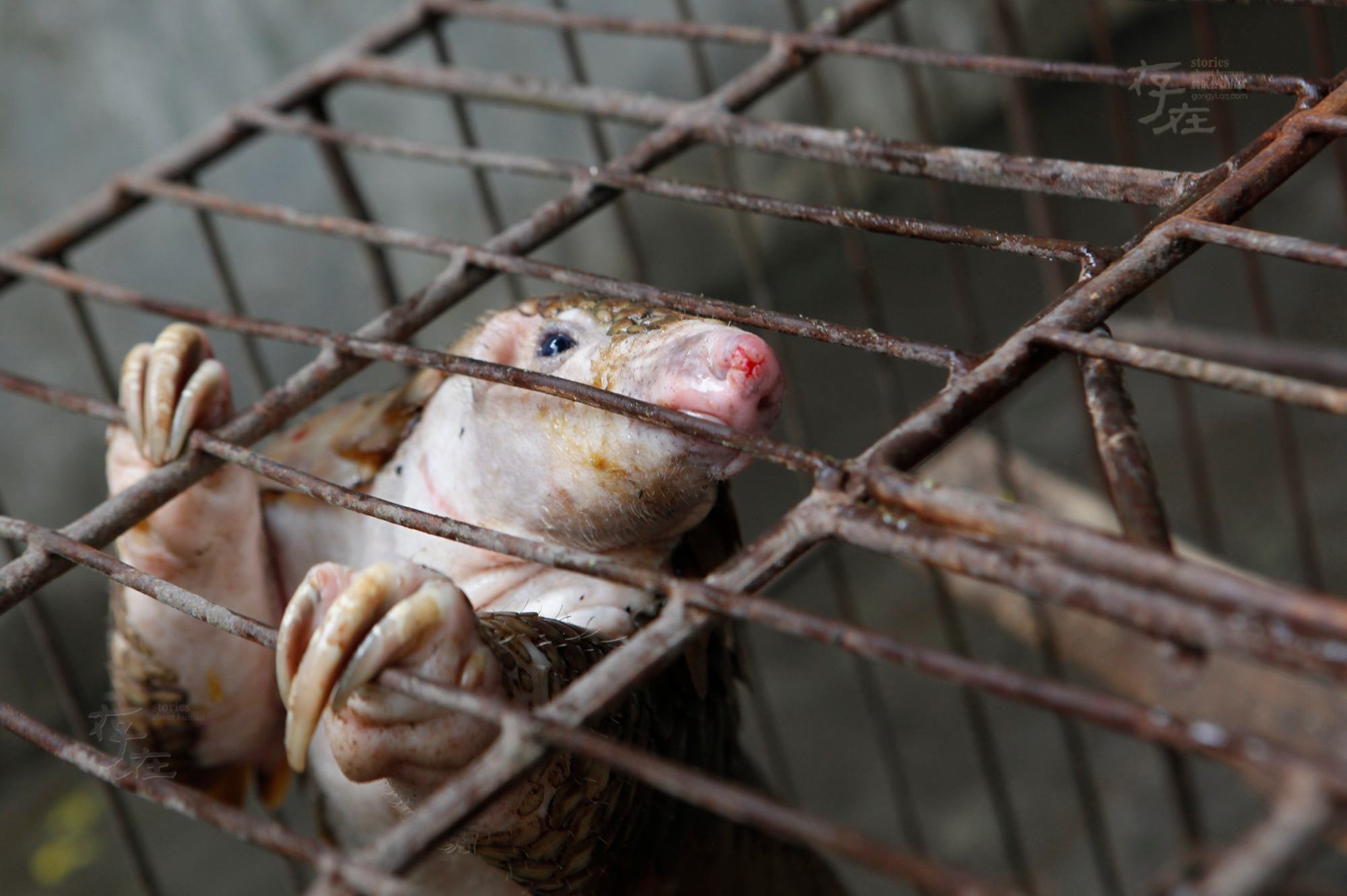 原创如果动物和人类互换角色它们会如何对待你我