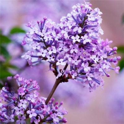 三十不发四十必富的6个生日尾数晚年最享福