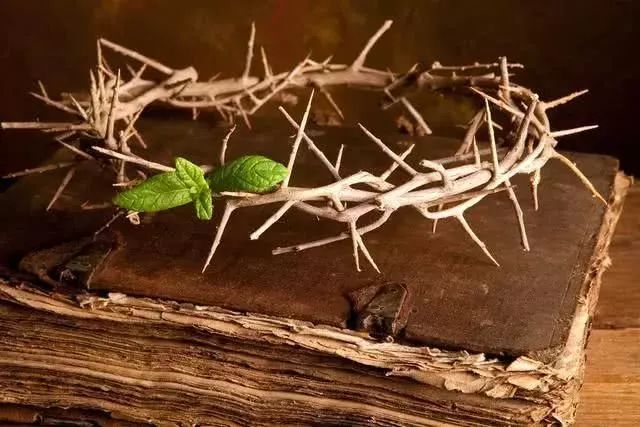 寓意贫寒穷苦,如荆柴,荆门,荆室,荆钗裙布(以荆枝为钗,粗布为裙).