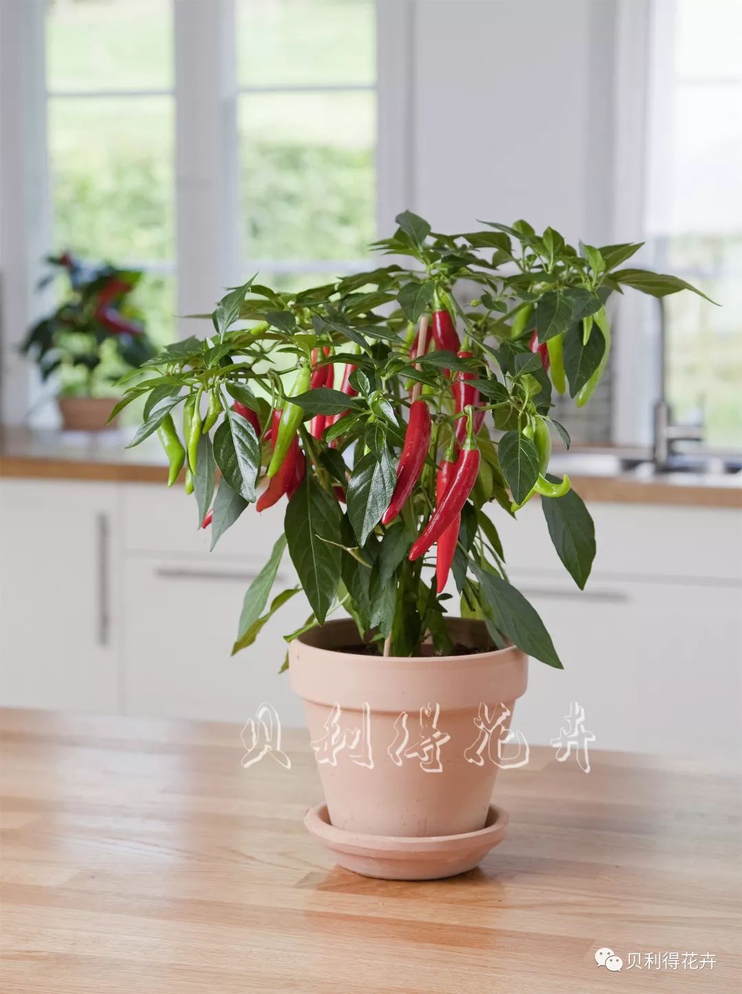 宅到没胃口?盆栽辣椒,可以种在阳台上的下饭神器