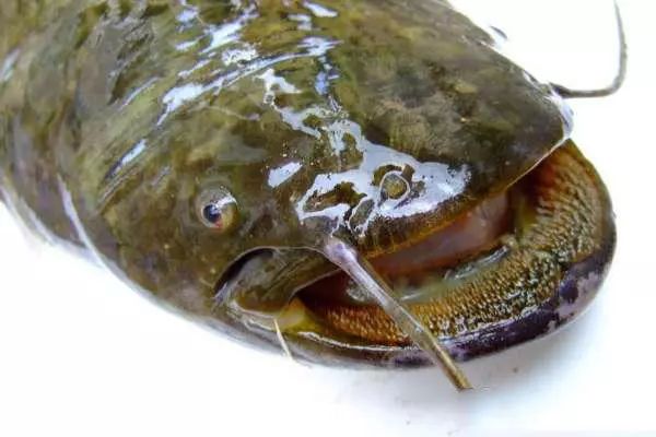 大西南的深山溪流里钓山鲶,这种极品鱼吃起来弹嘴_鲶鱼