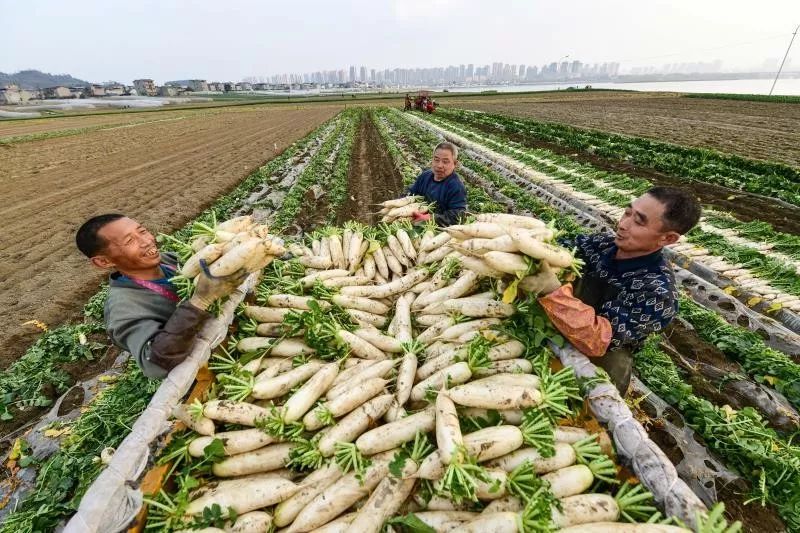 重庆日报关注潼南潼南绿日供主城新鲜蔬菜800余吨