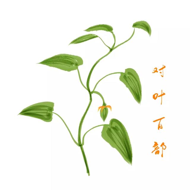 每日学习一味中药——百部,既能润肺止咳,也能杀虫灭虱