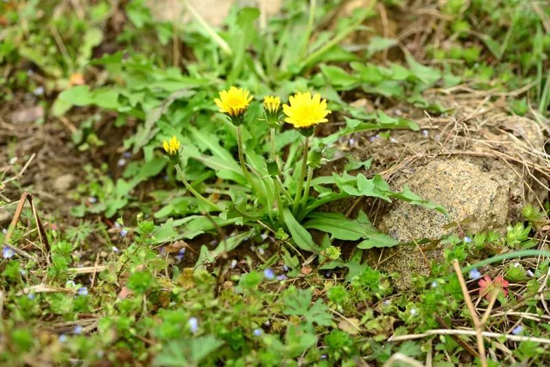 《唐本草》:"蒲公草,叶似苦苣,花黄,断有白汁,人皆啖之.
