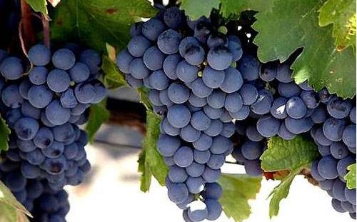慕斯卡黛(moscatel)品丽珠(cabernet franc)雷司令(riesling)智利葡萄