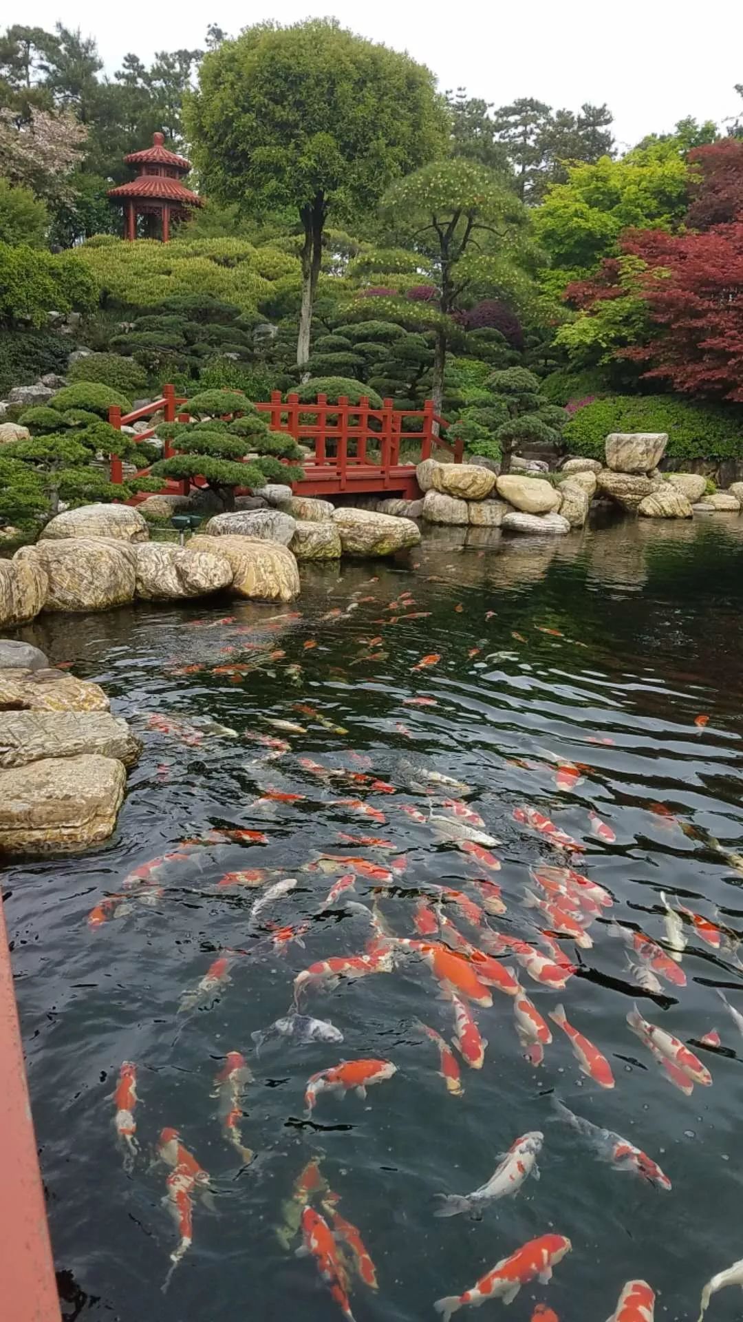 一池锦鲤一段闲情逸致