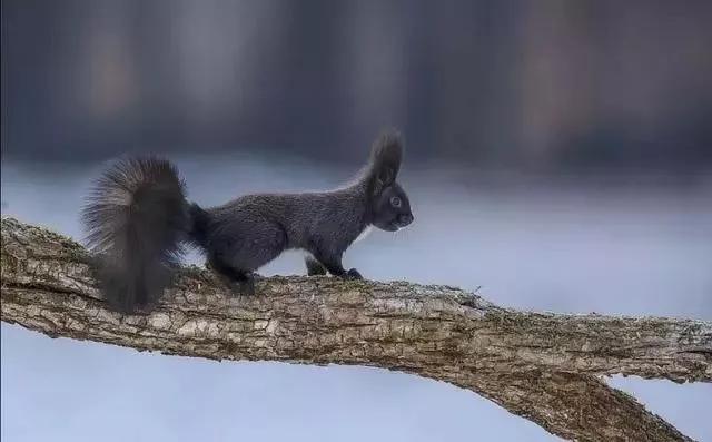 林间精灵——魔鬼松鼠