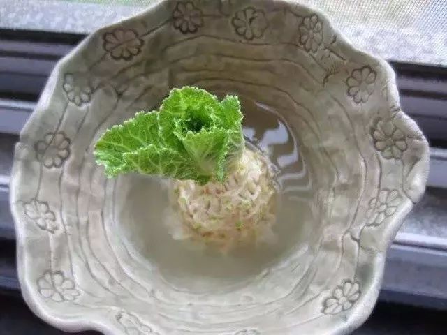 下脚料水培11种蔬菜,10天长满盆,掐着炒菜真香~不出门也罢!