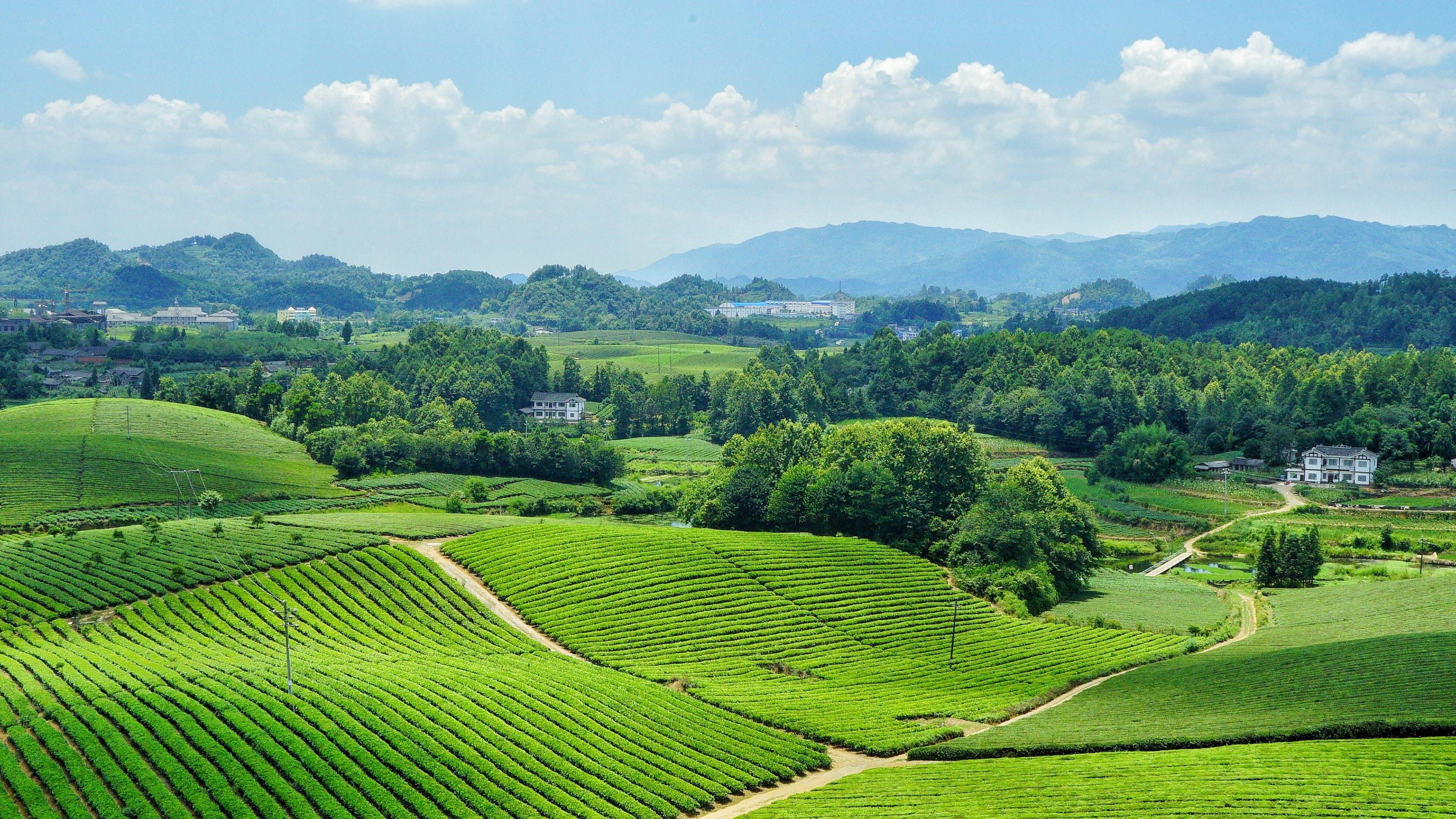 世界上面积最大的茶海 连片茶园超4万亩 不在江浙沪皖在云贵高原