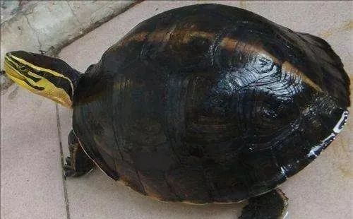 养安布闭壳龟爆壳了?你可以这样做