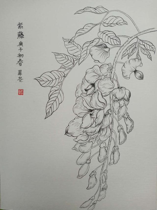 类别:线描作者:李翠花作品:《紫藤花》《梨花》类别:工笔花鸟临摹作者