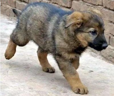 原创掌握这些要点有益你挑选到综合素质高的昆明犬幼犬