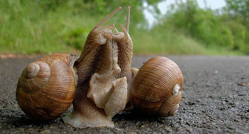 生活在陆地上的大多数蜗牛属于雌雄同体.