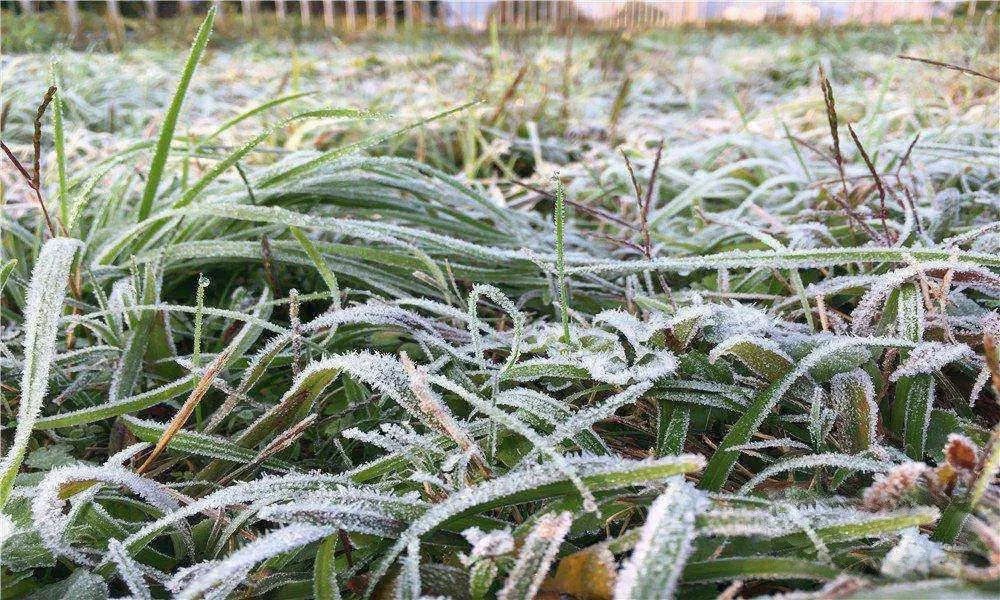 惠州惠东山区又大面积落霜了温度低的恐怖冻手冻脚的