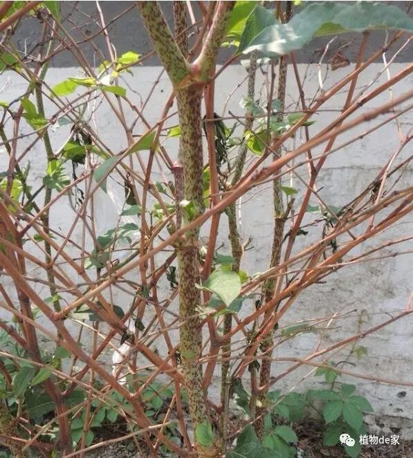 它素有活血龙之称口味独特能入药十分珍贵遇见请重视