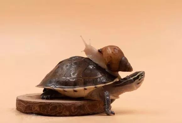 养安布闭壳龟爆壳了?你可以这样做