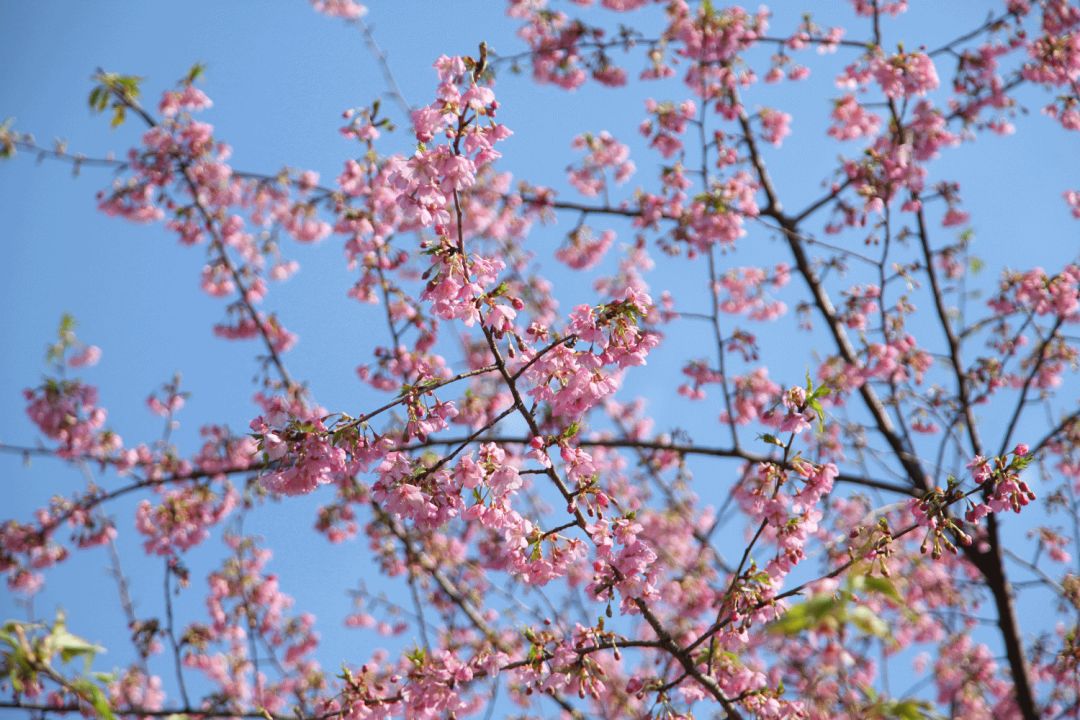 大芦花风景区樱花图片