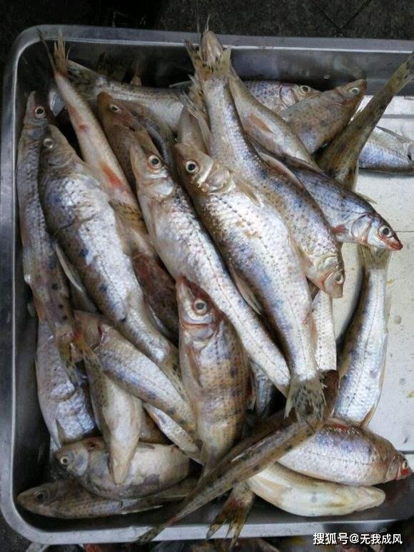 高效网箱养殖新品种花47鱼技术