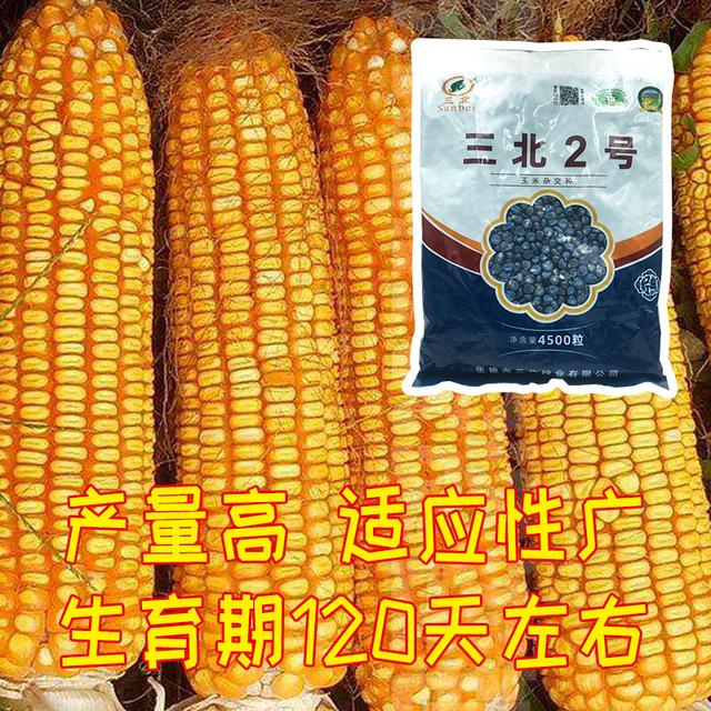 三北72玉米品种图片