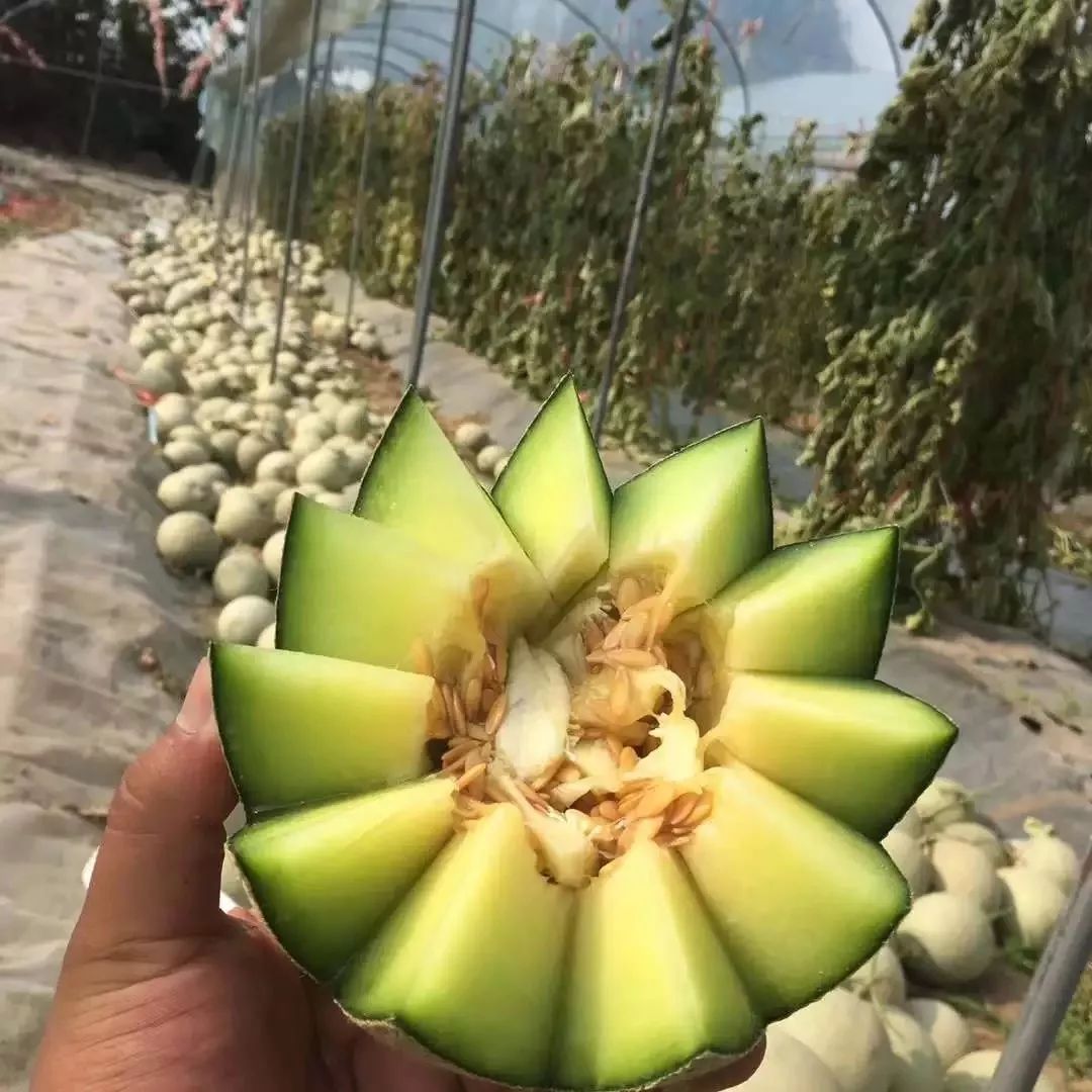 瓜中贵族,海南玫珑瓜,香甜软糯网纹瓜 总重量7.3-7.