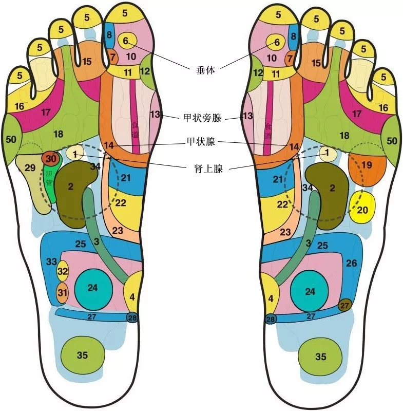 尿道及阴道图3(图左对应右脚脚底,图右对应左脚脚底)第三组:1肝,2