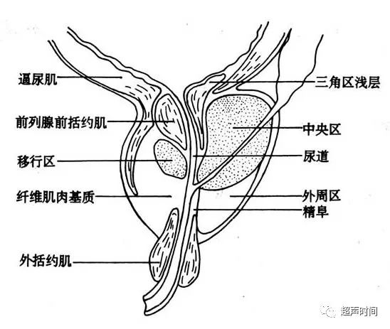 前列腺中叶图片
