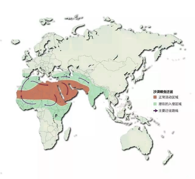 席卷20多国的非洲蝗灾是如何形成的