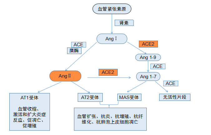 李兰娟院士等ace2在新冠病毒感染中有关键作用ras抑制剂或有助力