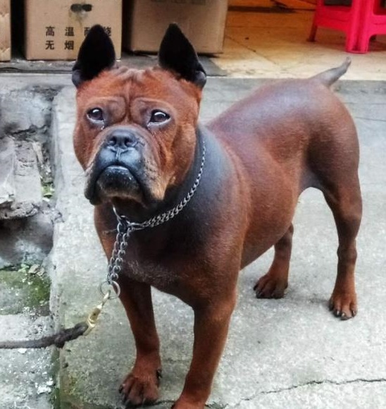 原创国产犬中的攻击机川东猎犬