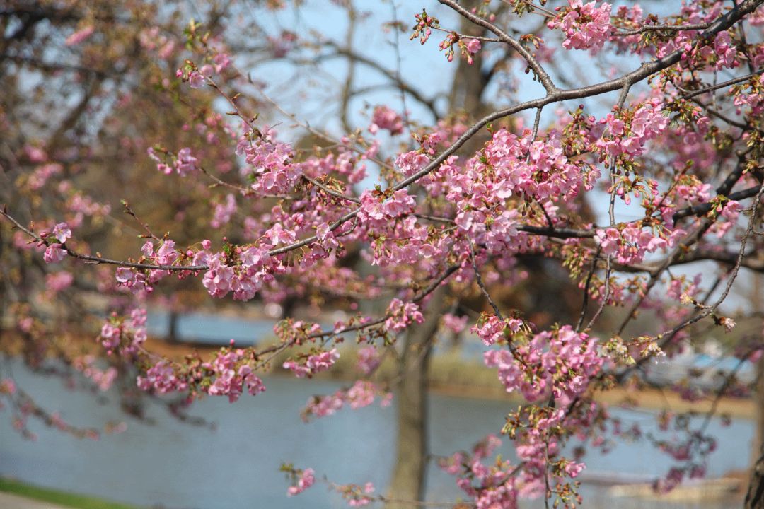 大芦花风景区樱花图片