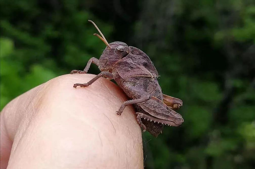 上图也是蝗虫,看它有点笨笨的样子吧?它还就是叫笨蝗.