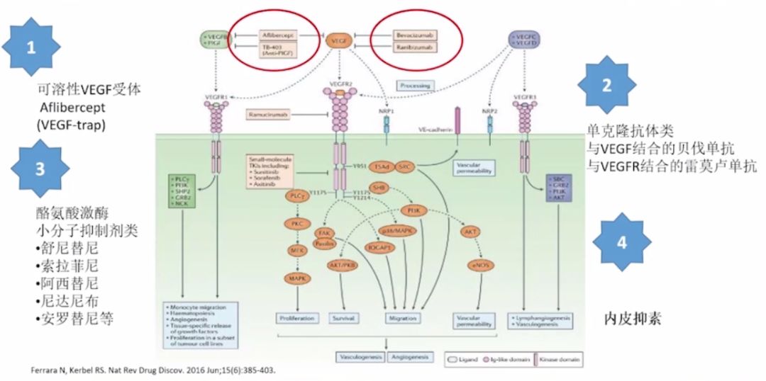 作用于肿瘤血管形成信号传导通路的小分子酪氨酸激酶抑制剂,包括vegfr