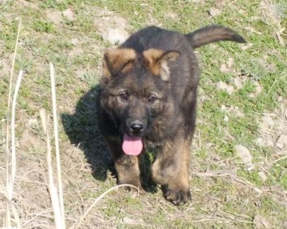 原创掌握这些要点有益你挑选到综合素质高的昆明犬幼犬