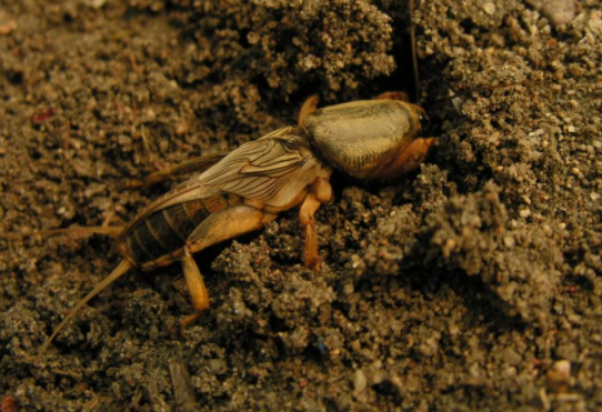 蝼蛄:土狗出,暴雨至?有多少人见过这个小东西?