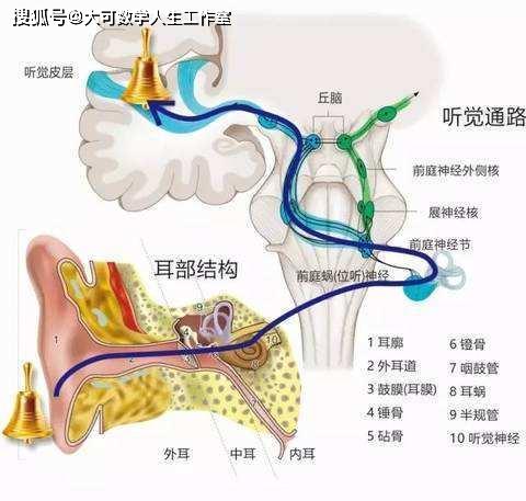 传播进耳朵,然后引起鼓膜震动,该声音信息通过鼓膜到达脑神经细胞中