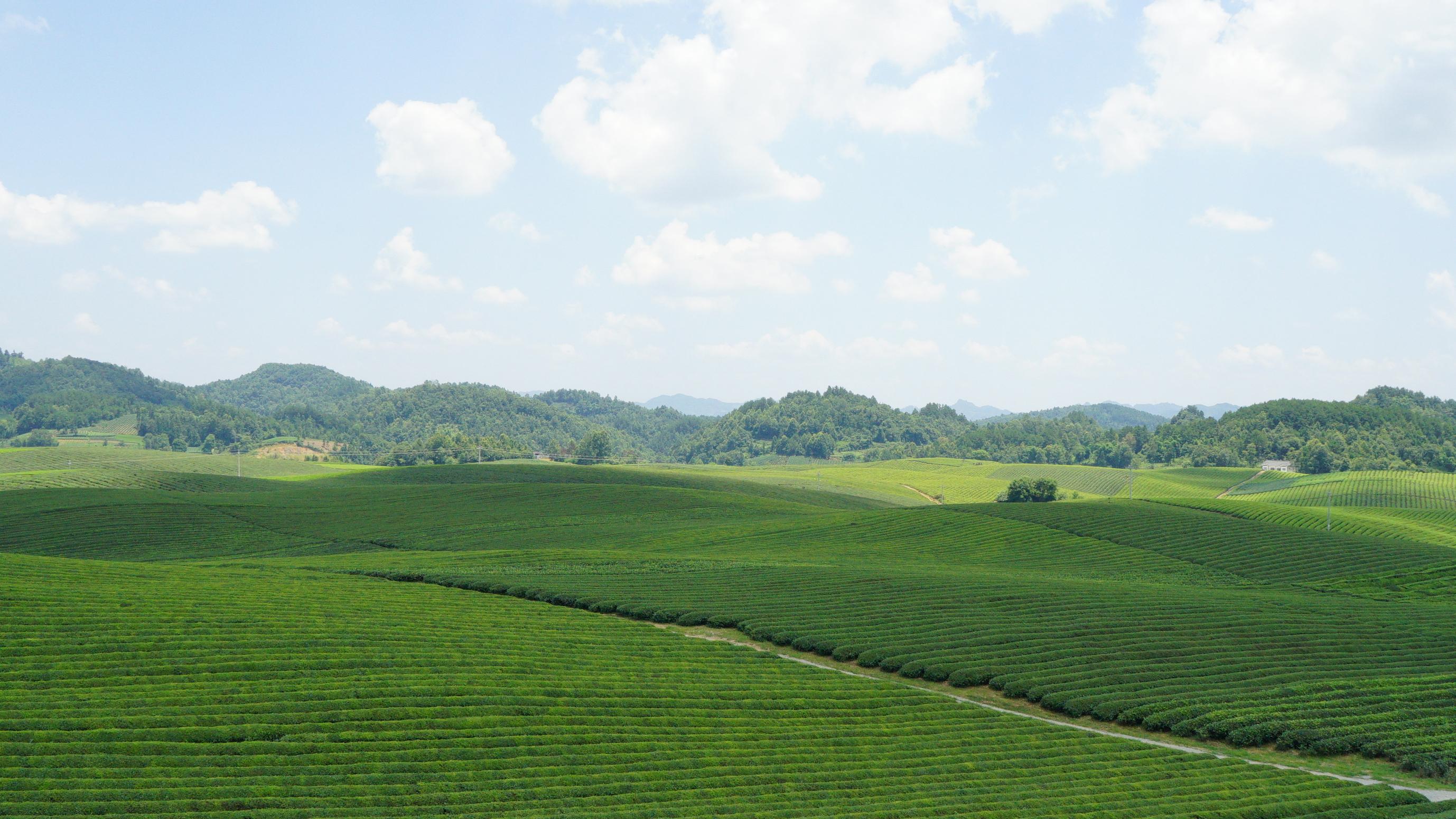 世界上面积最大的茶海 连片茶园超4万亩 不在江浙沪皖在云贵高原