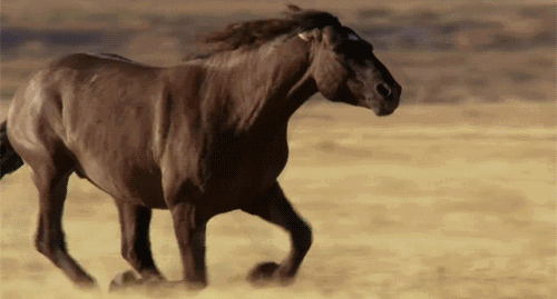 500_269gif 动态图 动图