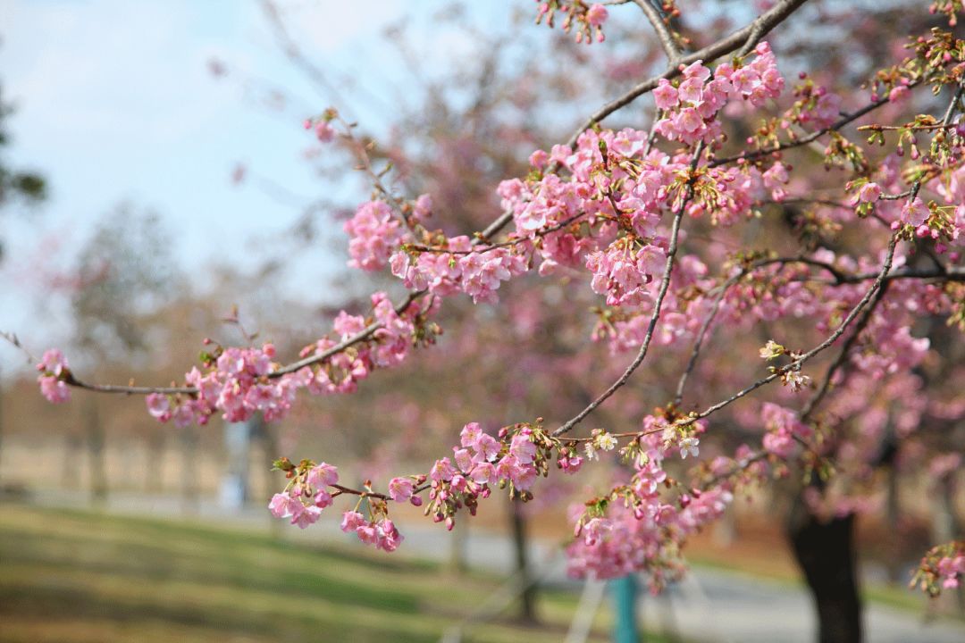 北京植物园樱花图片