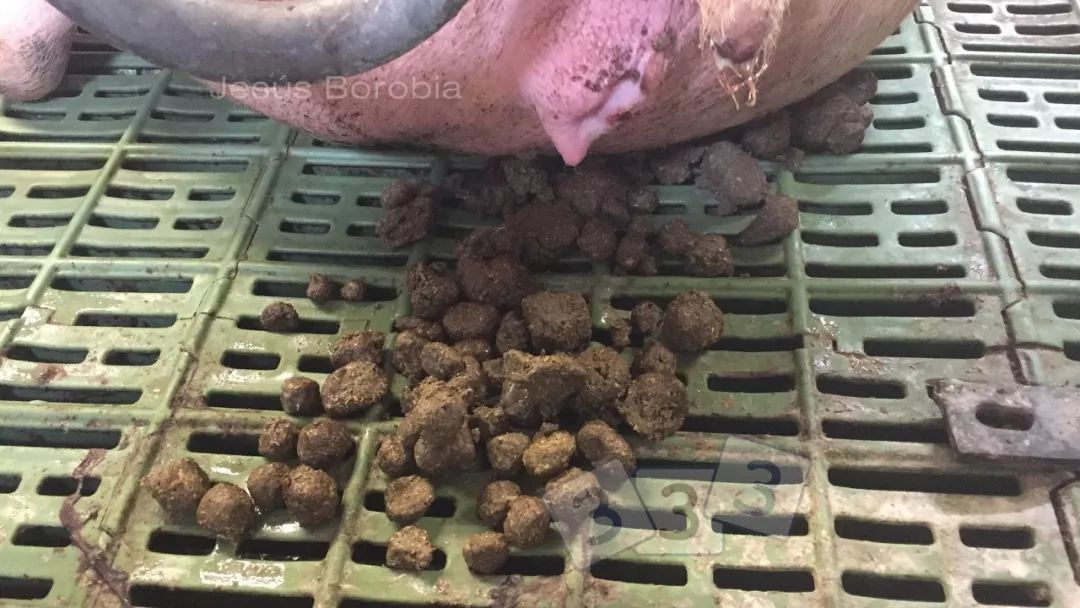 非洲猪瘟的粪便的样子图片