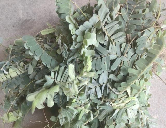 在深山,有1种珍贵的植物,人称"鸡骨草",全年可采收,值钱