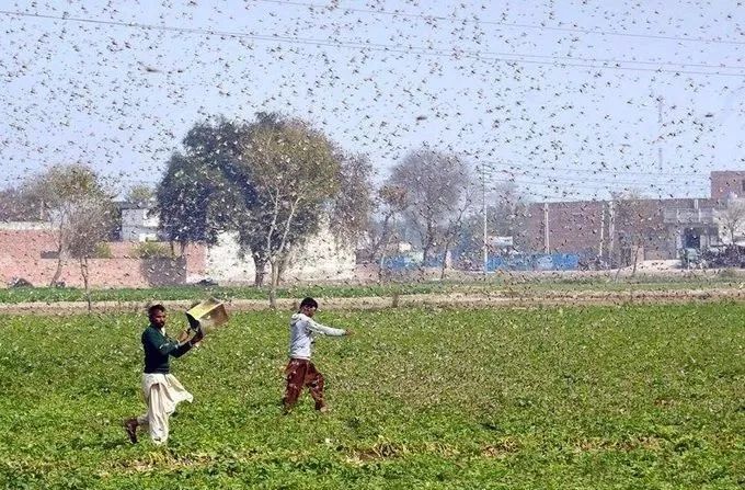 中国治蝗,全军出"鸡"_蝗灾