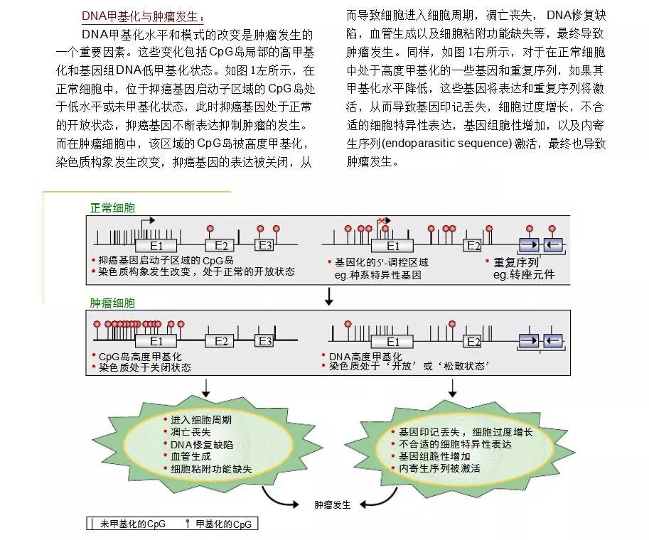 干货间 | 来说说关于dna甲基化检测和cpg岛的小常识
