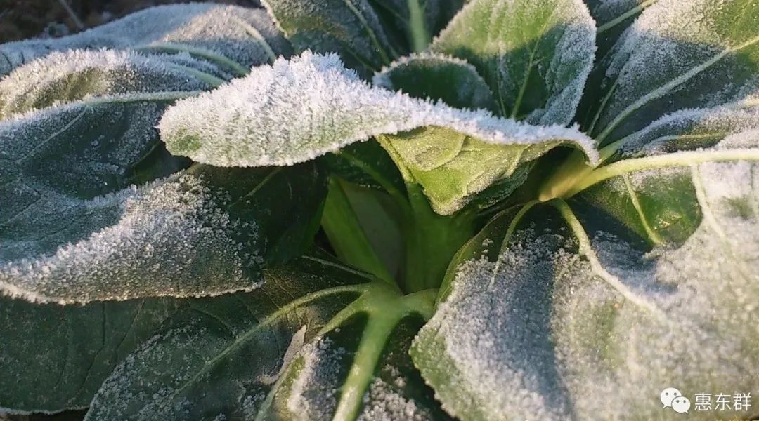 惠州惠东山区又大面积落霜了温度低的恐怖冻手冻脚的
