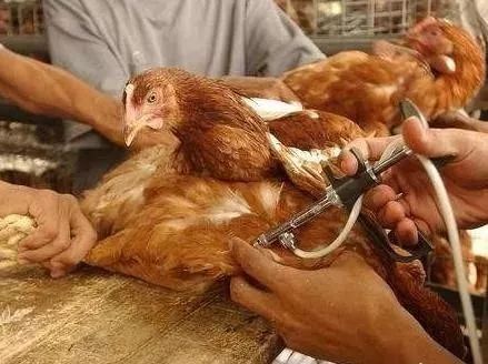 高产蛋鸡注射疫苗的注意事项
