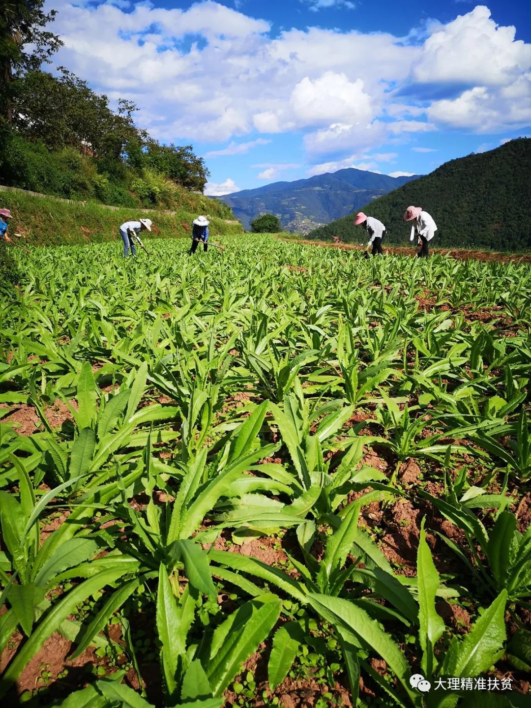 【祥云】东山乡小庄子村织就产业发展"一帘美梦"_贡菜