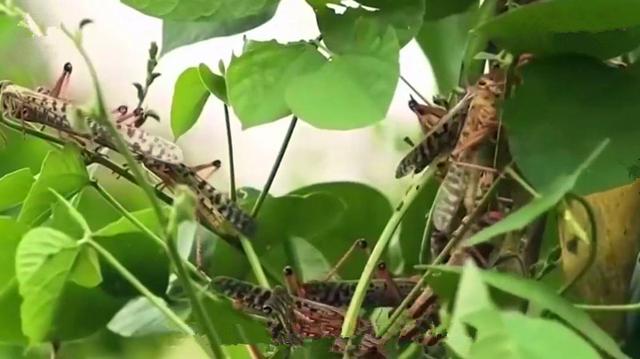 原创人类可以毁天灭地却不能让蝗虫灭绝是什么力量让蝗灾如此顽固