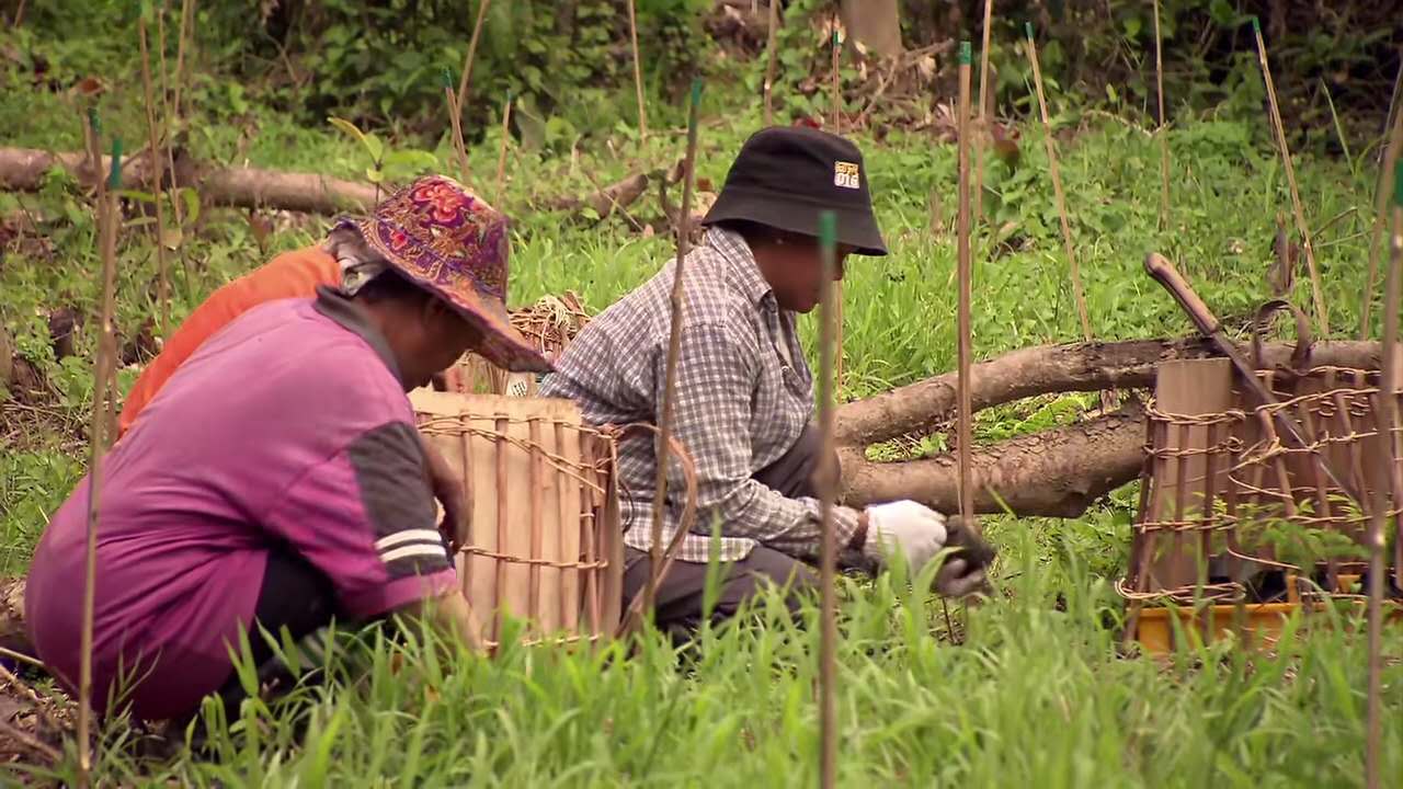 原创雨林孤儿妈妈被人类猎杀后养母杨紫琼帮我早日重返自然怀抱